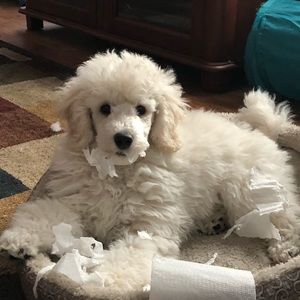 Meet your Posher, Carolyn